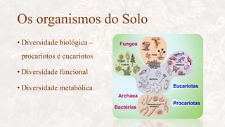 Os organismos do Solo
• Diversidade biológica –
procariotos e eucariotos
• Diversidade funcional
• Diversidade metabólica
 