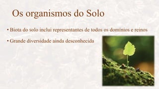Os organismos do Solo
• Biota do solo inclui representantes de todos os domínios e reinos
• Grande diversidade ainda desconhecida
 