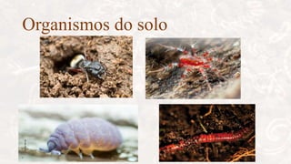 Organismos do solo
 