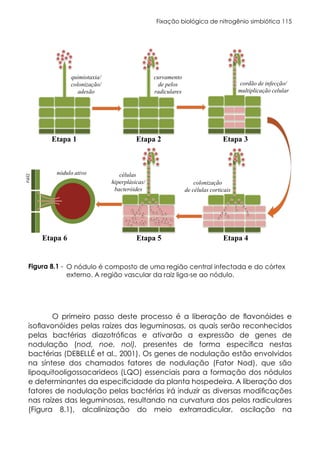 Fixação biológica de nitrogênio simbiótica 115
O nódulo é composto de uma região central infectada e do córtex
externo. A região vascular da raiz liga-se ao nódulo.
Figura 8.1 -
O primeiro passo deste processo é a liberação de flavonóides e
isoflavonóides pelas raízes das leguminosas, os quais serão reconhecidos
pelas bactérias diazotróficas e ativarão a expressão de genes de
nodulação (nod, noe, nol), presentes de forma específica nestas
bactérias (DEBELLÉ et al., 2001). Os genes de nodulação estão envolvidos
na síntese dos chamados fatores de nodulação (Fator Nod), que são
lipoquitooligossacarideos (LQO) essenciais para a formação dos nódulos
e determinantes da especificidade da planta hospedeira. A liberação dos
fatores de nodulação pelas bactérias irá induzir as diversas modificações
nas raízes das leguminosas, resultando na curvatura dos pelos radiculares
(Figura 8.1), alcalinização do meio extrarradicular, oscilação na
 