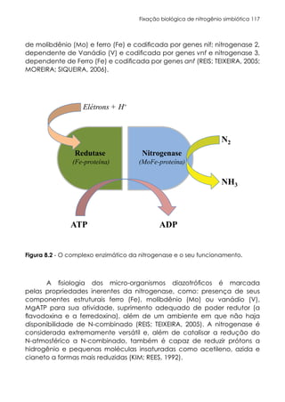 Fixação biológica de nitrogênio simbiótica 117
Figura 8.2 - O complexo enzimático da nitrogenase e o seu funcionamento.
de molibdênio (Mo) e ferro (Fe) e codificada por genes nif; nitrogenase 2,
dependente de Vanádio (V) e codificada por genes vnf e nitrogenase 3,
dependente de Ferro (Fe) e codificada por genes anf (REIS; TEIXEIRA, 2005;
MOREIRA; SIQUEIRA, 2006).
A fisiologia dos micro-organismos diazotróficos é marcada
pelas propriedades inerentes da nitrogenase, como: presença de seus
componentes estruturais ferro (Fe), molibdênio (Mo) ou vanádio (V),
MgATP para sua atividade, suprimento adequado de poder redutor (a
flavodoxina e a ferredoxina), além de um ambiente em que não haja
disponibilidade de N-combinado (REIS; TEIXEIRA, 2005). A nitrogenase é
considerada extremamente versátil e, além de catalisar a redução do
N-atmosférico a N-combinado, também é capaz de reduzir prótons a
hidrogênio e pequenas moléculas insaturadas como acetileno, azida e
cianeto a formas mais reduzidas (KIM; REES, 1992).
 