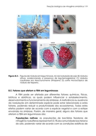 Fixação biológica de nitrogênio simbiótica 119
Figura 8.3 - Figuras de nódulos em leguminosas. A) raiz nodulada de soja; B) nódulos
ativos, evidenciando a presença de leg-hemoglobina; C) nódulos
caulinares em Aeschynomene afraspera; D) corte microscópico de
nódulo de feijoeiro.
8.5. Fatores que afetam a FBN em leguminosas
A FBN pode ser afetada por diferentes fatores químicos, físicos,
bióticos e abióticos, os quais podem influenciar o estabelecimento,
desenvolvimento e funcionamento da simbiose. A ineficiência ou ausência
da nodulação em determinada espécie pode estar relacionada a estes
fatores, podendo reduzir a produtividade dos ecossistemas. Todos estes
efeitos podem variar de acordo com a espécie vegetal e com a estirpe
envolvida na simbiose. Porém, de maneira geral, alguns dos fatores que
afetam a FBN em leguminosas são:
Populações nativas: as populações de bactérias fixadoras de
nitrogênio nodulíferas representam 0,1% da comunidade bacteriana
do solo, podendo variar de acordo com as condições edáficas de
8.3. Figuras de nódulos em leguminosas. A) raiz nodulada de soja; B) nódulos ativos,
ciando a presença de leg-hemoglobina; C) nódulos caulinares em Aeschynomene
ra; D) corte microscópico de nódulo de feijoeiro.
A B
C
D
região central
infectada
vasos
nodulares
endoderme
 