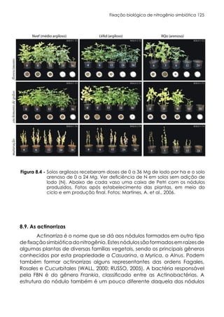Fixação biológica de nitrogênio simbiótica 125
NÓDULOS
T 3 t/ha 6 t/ha 12 t/ha 36 t/ha
NÓDULOS
T 6 Mg ha-1 12 Mg ha-1 24 Mg ha-1 36 Mg ha-1
florescimento
enchimento
de
grãos
maturação
Nvef (médio argiloso) LVAd(argiloso) RQo (arenoso)
Figura 8.4. Desenvolvimento e nodulação de plantas de soja em solos com diferentes texturas e
com dosagens crescentes de lodo de curtume (rico em N). Fotos: Martines, A. et al., 2006.
Solos argilosos receberam doses de 0 a 36 Mg de lodo por ha e o solo
arenoso de 0 a 24 Mg. Ver deficiência de N em solos sem adição de
lodo (N). Abaixo de cada vaso uma caixa de Petri com os nódulos
produzidos. Fotos após estabelecimento das plantas, em meio do
ciclo e em produção final. Fotos: Martines, A. et al., 2006.
Figura 8.4 -
8.9. As actinorrizas
Actinorriza é o nome que se dá aos nódulos formados em outro tipo
defixaçãosimbiótica donitrogênio.Estes nódulos são formadosemraízes de
algumas plantas de diversas famílias vegetais, sendo os principais gêneros
conhecidos por esta propriedade a Casuarina, a Myrica, o Alnus. Podem
também formar actinorrizas alguns representantes das ordens Fagales,
Rosales e Cucurbitales (WALL, 2000; RUSSO, 2005). A bactéria responsável
pela FBN é do gênero Frankia, classificado entre as Actinobactérias. A
estrutura do nódulo também é um pouco diferente daquela dos nódulos
 