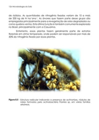 Microbiologia do Solo
126
de rizóbios. As quantidades de nitrogênio fixadas variam de 10 a mais
de 200 kg de N ha-1
ano-1
. As árvores que fazem parte desse grupo são
empregadas principalmente para a revegetação de solos degradados ou
como quebra-ventos. Esta última função é também comumente explorada
no Brasil, principalmente com a Casuarina.
Entretanto, essas plantas fazem geralmente parte de estratos
florestais em clima temperado, onde podem ser responsáveis por mais de
50% do nitrogênio fixado por essas plantas.
ura 9.1. Estrutura radicular indicando a presenç
Figura 8.5 - Estrutura radicular indicando a presença de actinorrizas, nódulos de
raízes formados pela actinobactéria Frankia sp. em várias famílias
arbóreas.
 