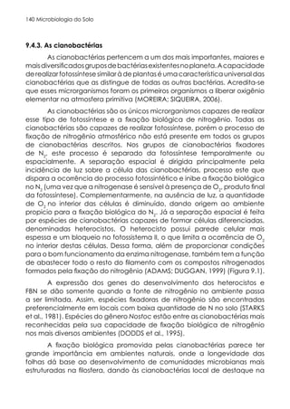 Microbiologia do Solo
140
9.4.3. As cianobactérias
As cianobactérias pertencem a um dos mais importantes, maiores e
maisdiversificadosgruposdebactériasexistentesnoplaneta.Acapacidade
de realizar fotossíntese similar à de plantas é uma característica universal das
cianobactérias que as distingue de todas as outras bactérias. Acredita-se
que esses microrganismos foram os primeiros organismos a liberar oxigênio
elementar na atmosfera primitiva (MOREIRA; SIQUEIRA, 2006).
As cianobactérias são os únicos microrganismos capazes de realizar
esse tipo de fotossíntese e a fixação biológica de nitrogênio. Todas as
cianobactérias são capazes de realizar fotossíntese, porém o processo de
fixação de nitrogênio atmosférico não está presente em todos os grupos
de cianobactérias descritos. Nos grupos de cianobactérias fixadores
de N2
, este processo é separado da fotossíntese temporalmente ou
espacialmente. A separação espacial é dirigida principalmente pela
incidência de luz sobre a célula das cianobactérias, processo este que
dispara a ocorrência do processo fotossintético e inibe a fixação biológica
no N2
(uma vez que a nitrogenase é sensível à presença de O2
, produto final
da fotossíntese). Complementarmente, na ausência de luz, a quantidade
de O2
no interior das células é diminuído, dando origem ao ambiente
propicio para a fixação biológica do N2
. Já a separação espacial é feita
por espécies de cianobactérias capazes de formar células diferenciadas,
denominadas heterocistos. O heterocisto possui parede celular mais
espessa e um bloqueio no fotossistema II, o que limita a ocorrência de O2
no interior destas células. Dessa forma, além de proporcionar condições
para o bom funcionamento da enzima nitrogenase, também tem a função
de abastecer todo o resto do filamento com os compostos nitrogenados
formados pela fixação do nitrogênio (ADAMS; DUGGAN, 1999) (Figura 9.1).
A expressão dos genes do desenvolvimento dos heterocistos e
FBN se dão somente quando a fonte de nitrogênio no ambiente passa
a ser limitada. Assim, espécies fixadoras de nitrogênio são encontradas
preferencialmente em locais com baixa quantidade de N no solo (STARKS
et al., 1981). Espécies do gênero Nostoc estão entre as cianobactérias mais
reconhecidas pela sua capacidade de fixação biológica de nitrogênio
nos mais diversos ambientes (DODDS et al., 1995).
A fixação biológica promovida pelas cianobactérias parece ter
grande importância em ambientes naturais, onde a longevidade das
folhas dá base ao desenvolvimento de comunidades microbianas mais
estruturadas na filosfera, dando às cianobactérias local de destaque na
 
