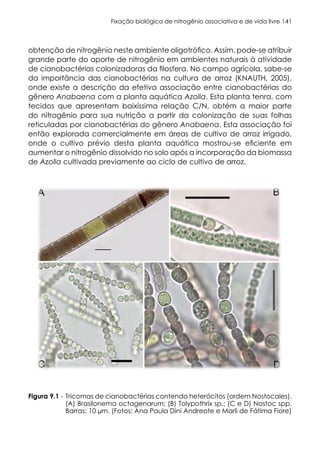 Fixação biológica de nitrogênio associativa e de vida livre 141
obtenção de nitrogênio neste ambiente oligotrófico. Assim, pode-se atribuir
grande parte do aporte de nitrogênio em ambientes naturais à atividade
de cianobactérias colonizadoras da filosfera. No campo agrícola, sabe-se
da importância das cianobactérias na cultura de arroz (KNAUTH, 2005),
onde existe a descrição da efetiva associação entre cianobactérias do
gênero Anabaena com a planta aquática Azolla. Esta planta tenra, com
tecidos que apresentam baixíssima relação C/N, obtém a maior parte
do nitrogênio para sua nutrição a partir da colonização de suas folhas
reticuladas por cianobactérias do gênero Anabaena. Esta associação foi
então explorada comercialmente em áreas de cultivo de arroz irrigado,
onde o cultivo prévio desta planta aquática mostrou-se eficiente em
aumentar o nitrogênio dissolvido no solo após a incorporação da biomassa
de Azolla cultivada previamente ao ciclo de cultivo de arroz.
9.5. Bactérias promotoras de crescimento vegetal
Tricomas de cianobactérias contendo heterócitos (ordem Nostocales).
(A) Brasilonema octagenarum; (B) Tolypothrix sp.; (C e D) Nostoc spp.
Barras: 10 µm. (Fotos: Ana Paula Dini Andreote e Marli de Fátima Fiore)
Figura 9.1 -
 