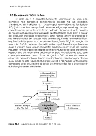 Microbiologia do Solo
150
10.2. Ciclagem do Fósforo no Solo
O ciclo do P é caracteristicamente sedimentar, ou seja, este
elemento não apresenta componentes gasosos na sua ciclagem
(STEVENSON, 1994) (Figura 10.1). Os principais reservatórios do íon fosfato
(PO4
-3
) são as rochas, nas quais o P permanece ligado por um longo tempo,
caracterizando, portanto, uma forma de P não disponível. A fonte primária
de Pi é de rochas contendo formas de apatita (Tabela 10.1). Com o passar
dos anos, por processos geoquímicos, estas rochas sofrem degradação e
são transformadas em solo por meio de um conjunto de fenômenos físicos
e químicos (intemperismo), com possível liberação de PO4
-3
. Na solução do
solo, o íon fosfato pode ser absorvido pelos vegetais e microrganismos, os
quais o utilizam para formar compostos orgânicos (conversão de Pi para
Po). Essas formas orgânicas (deposição na liteira, rizodeposição e/ou morte
vegetal) são posteriormente decompostas pela microbiota do solo, com
consequente retorno para a forma inorgânica. O Pi pode novamente ser
absorvido pela microbiota (biomassa microbiana), assimilado por plantas
e /ou fixado no solo (figura 10.1). Por ser solúvel, o PO4
-3
pode ser facilmente
carregado pelas chuvas até as águas dos mares e dos rios e pode causar
eutrofização desses ambientes.
Figura 10.1 - Esquema geral da ciclagem de P no solo.
 
