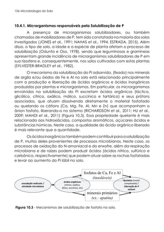Microbiologia do Solo
156
10.4.1. Microrganismos responsáveis pela Solubilização de P
A presença de microrganismos solubilizadores, ou também
chamados de mobilizadores de P, tem sido constatada na maioria dos solos
investigados (JONES et al., 1991; NAHAS et al., 1994, ESTRADA, 2015). Além
disso, o tipo de solo, a idade e a espécie de planta afetam o processo de
solubilização (Odunfa e Oso, 1978), sendo que leguminosas e gramíneas
apresentam grande incidência de microrganismos solubilizadores de P em
sua rizosfera e, consequentemente, nos solos cultivados com estas plantas
(SYLVESTER-BRADLEY et al., 1982).
O mecanismo da solubilização do Pi adsorvido, (fixado) nos minerais
de argila e/ou óxidos de Fe e Al no solo está relacionado principalmente
com a produção e liberação de ácidos orgânicos e ácidos inorgânicos
produzidos por plantas e microrganismos. Em particular, os microrganismos
envolvidos na solubilização do Pi excretam ácidos orgânicos (láctico,
glicólico, cítrico, oxálico, málico, succínico e tartárico) e seus prótons
associados, que atuam dissolvendo diretamente o material fosfatado
ou quelando os cátions (Ca, Mg, Fe, Al, Mn e Zn) que acompanham o
ânion fosfato, liberando-o no sistema (RICHARDSON et al., 2011; HU et al.,
2009; MAHDI et al., 2011) (Figura 10.3). Essa propriedade quelante é mais
relacionada aos hidroxiácidos, compostos aromáticos, açúcares ácidos e
substâncias húmicas. Neste caso, a qualidade do ácido orgânico liberado
é mais relevante que a quantidade.
Osácidosinorgânicostambémpodemcontribuirparaasolubilização
de P, muitos deles provenientes de processos microbianos. Neste caso, os
processos de oxidação do N-amoniacal e do enxofre, além da respiração
microbiana e de raízes podem produzir ácidos (ácidos nítrico, sulfúrico e
carbônico, respectivamente) que podem atuar sobre as rochas fosfatadas
e levar ao aumento do Pi lábil no solo.
Figura 10.3 - Mecanismos de solubilização de fosfato no solo.
 
