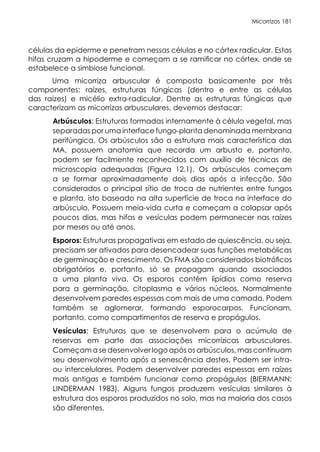 Micorrizas 181
células da epiderme e penetram nessas células e no córtex radicular. Estas
hifas cruzam a hipoderme e começam a se ramificar no córtex, onde se
estabelece a simbiose funcional.
Uma micorriza arbuscular é composta basicamente por três
componentes: raízes, estruturas fúngicas (dentro e entre as células
das raízes) e micélio extra-radicular. Dentre as estruturas fúngicas que
caracterizam as micorrizas arbusculares, devemos destacar:
Arbúsculos: Estruturas formadas internamente à célula vegetal, mas
separadas por uma interface fungo-planta denominada membrana
perifúngica. Os arbúsculos são a estrutura mais característica das
MA, possuem anatomia que recorda um arbusto e, portanto,
podem ser facilmente reconhecidos com auxílio de técnicas de
microscopia adequadas (Figura 12.1). Os arbúsculos começam
a se formar aproximadamente dois dias após a infecção. São
considerados o principal sítio de troca de nutrientes entre fungos
e planta, isto baseado na alta superfície de troca na interface do
arbúsculo. Possuem meia-vida curta e começam a colapsar após
poucos dias, mas hifas e vesículas podem permanecer nas raízes
por meses ou até anos.
Esporos: Estruturas propagativas em estado de quiescência, ou seja,
precisam ser ativados para desencadear suas funções metabólicas
de germinação e crescimento. Os FMA são considerados biotróficos
obrigatórios e, portanto, só se propagam quando associados
a uma planta viva. Os esporos contêm lipídios como reserva
para a germinação, citoplasma e vários núcleos. Normalmente
desenvolvem paredes espessas com mais de uma camada. Podem
também se aglomerar, formando esporocarpos. Funcionam,
portanto, como compartimentos de reserva e propágulos.
Vesículas: Estruturas que se desenvolvem para o acúmulo de
reservas em parte das associações micorrízicas arbusculares.
Começam a se desenvolver logo após os arbúsculos, mas continuam
seu desenvolvimento após a senescência destes. Podem ser intra-
ou intercelulares. Podem desenvolver paredes espessas em raízes
mais antigas e também funcionar como propágulos (BIERMANN;
LINDERMAN 1983). Alguns fungos produzem vesículas similares à
estrutura dos esporos produzidos no solo, mas na maioria dos casos
são diferentes.
 