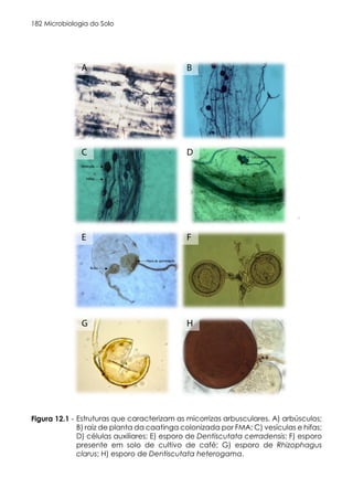 Microbiologia do Solo
182
Figura
12.1.
Estruturas
que
caracterizam
as
micorrizas
arbusculares.
A)
arbúsculos;
B)
raiz
de
planta
da
caatinga
colonizada
por
FMA;
C)
vesículas
e
hifas;
D)
células
auxiliares;
E)
esporo
de
Dentiscuta
cerradensis;
F)
esporo
presente
em
solo
de
cultivo
de
café;
G)
esporo
de
Rhizophagus
clarus;
H)
esporo
de
Dentiscutata
heterogama.
(Fotos:
Mescolotti,
D.
2015)
(colcoar
Dentiscutata
cerradensis
em
italico!).
A B
C D
E F
G H
Figura 12.1 - Estruturas que caracterizam as micorrizas arbusculares. A) arbúsculos;
B) raiz de planta da caatinga colonizada por FMA; C) vesículas e hifas;
D) células auxiliares; E) esporo de Dentiscutata cerradensis; F) esporo
presente em solo de cultivo de café; G) esporo de Rhizophagus
clarus; H) esporo de Dentiscutata heterogama.
 