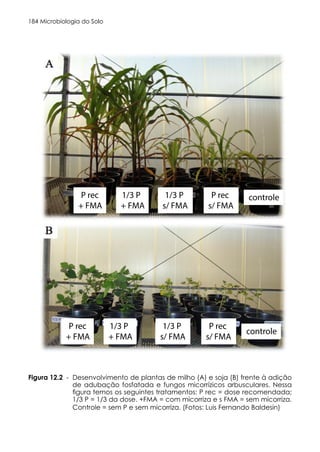 Microbiologia do Solo
184
esenvolvimento de plantas de milho (A) e soja (B) frente à adição de a
gos micorrízicos arbusculares. (Fotos: Luis Fernando Baldesin)
P rec
+ FMA
1/3 P
+ FMA
1/3 P
s/ FMA
P rec
s/ FMA
controle
P rec
+ FMA
1/3 P
+ FMA
1/3 P
s/ FMA
P rec
s/ FMA
controle
Desenvolvimento de plantas de milho (A) e soja (B) frente à adição
de adubação fosfatada e fungos micorrízicos arbusculares. Nessa
figura temos os seguintes tratamentos: P rec = dose recomendada;
1/3 P = 1/3 da dose. +FMA = com micorriza e s FMA = sem micorriza.
Controle = sem P e sem micorriza. (Fotos: Luis Fernando Baldesin)
Figura 12.2 -
 