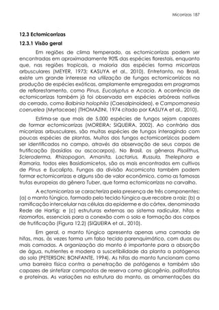 Micorrizas 187
12.3 Ectomicorrizas
12.3.1 Visão geral
Em regiões de clima temperado, as ectomicorrizas podem ser
encontradas em aproximadamente 90% das espécies florestais, enquanto
que, nas regiões tropicais, a maioria das espécies forma micorrizas
arbusculares (MEYER, 1973; KASUYA et al., 2010). Entretanto, no Brasil,
existe um grande interesse na utilização de fungos ectomicorrízicos na
produção de espécies exóticas, amplamente empregadas em programas
de reflorestamento, como Pinus, Eucalyptus e Acacia. A ocorrência de
ectomicorrizas também já foi observada em espécies arbóreas nativas
do cerrado, como Balbinia holophila (Caesalpinoidea), e Campomanesia
coeruelea (Myrtaceae) (THOMAZINI, 1974 citado por KASUYA et al., 2010).
Estima-se que mais de 5.000 espécies de fungos sejam capazes
de formar ectomicorrizas (MOREIRA; SIQUEIRA, 2002). Ao contrário das
micorrizas arbusculares, são muitas espécies de fungos interagindo com
poucas espécies de plantas. Muitos dos fungos ectomicorrízicos podem
ser identificados no campo, através da observação de seus corpos de
frutificação (basídios ou ascocarpos). No Brasil, os gêneros Pisolithus,
Scleroderma, Rhizopogon, Amanita, Lactarius, Russula, Thelephora e
Ramaria, todos eles Basidiomicetos, são os mais encontrados em cultivos
de Pinus e Eucalipto. Fungos da divisão Ascomicota também podem
formar ectomicorrizas e alguns são de valor econômico, como as famosas
trufas europeias do gênero Tuber, que forma ectomicorrizas no carvalho.
A ectomicorriza se caracteriza pela presença de três componentes:
(a) o manto fúngico, formado pelo tecido fúngico que recobre a raiz; (b) a
ramificação intercelular nas células da epiderme e do córtex, denominada
Rede de Hartig; e (c) estruturas externas ao sistema radicular, hifas e
rizomorfos, essenciais para a conexão com o solo e formação dos corpos
de frutificação (Figura 12.2) (SIQUEIRA et al., 2010).
Em geral, o manto fúngico apresenta apenas uma camada de
hifas, mas, às vezes forma um falso tecido parenquimático, com duas ou
mais camadas. A organização do manto é importante para a absorção
de água, nutrientes e modera a suscetibilidade da planta a patógenos
do solo (PETERSON; BONFANTE, 1994). As hifas do manto funcionam como
uma barreira física contra a penetração de patógenos e também são
capazes de sintetizar compostos de reserva como glicogênio, polifosfatos
e proteínas. As variações na estrutura do manto, as ornamentações da
 