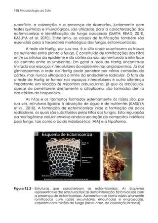 Microbiologia do Solo
188
Figura 12.3. Estruturas que caracterizam as ectomicorrizass. A) Esquema representativo das
estruturas típicas desta interação; B) foto de raiz com a presença de ectomicorrizas.
A B
Estruturas que caracterizam as ectomicorrizas. A) Esquema
representativo das estruturas típicas desta interação; B) foto de raiz com
a presença de ectomicorrizas. Apresentam-se como raízes altamente
ramificadas com raízes secundárias encurtadas e engrossadas,
cobertas com micélio de fungo (neste caso, de coloração branca).
Figura 12.3 -
superfície, a coloração e a presença de rizomorfos, juntamente com
testes químicos e imunológicos, são utilizados para a caracterização das
ectomicorrizas e identificação do fungo associado (SMITH; READ, 2010,
KASUYA et al, 2010). Entretanto, os corpos de frutificação também são
essenciais para a taxonomia morfológica dos fungos ectomicorrízicos.
A rede de Hartig, por sua vez, é o sítio onde acontecem as trocas
de nutrientes entre planta e fungo. É constituída de ramificações das hifas
entre as células da epiderme e do córtex da raiz, aumentando a interface
de contato entre os simbiontes. Em geral a rede de Hartig encontra-se
limitada aos espaços intercelulares da epiderme nas angiospermas. Já nas
gimnospermas a rede de Hartig pode penetrar por várias camadas do
córtex, mas nunca ultrapassa o limite da endoderme radicular. O fato de
a rede de Hartig se formar nos espaços intercelulares é outra diferença
importante em relação às micorrizas arbusculares, já que os arbúsculos,
apesar de penetrarem diretamente o citoplasma, são formados dentro
das células do hospedeiro.
As hifas e os rizomorfos formados externamente às raízes são, por
sua vez, estruturas ligadas à absorção de água e de nutrientes (KASUYA
et al., 2010). A formação de ectomicorrizas inibe a formação de pelos
radiculares, os quais são substituídos pelas hifas dos fungos. Esta regulação
da morfogênese celular envolve ainda a secreção de compostos indólicos
pelo fungo, tais como o ácido indolacético (AIA) e a hipaforina.
 