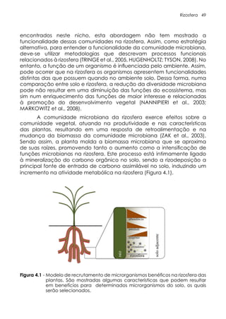Rizosfera 49
Figura 4.1. Modelo de recrutamento de microrganismos benéficos na rizosfera das plantas.
raiz
solo
adjacente
rizosfera
umidade
abundância
oxigênio
exsudatos
encontrados neste nicho, esta abordagem não tem mostrado a
funcionalidade dessas comunidades na rizosfera. Assim, como estratégia
alternativa, para entender a funcionalidade da comunidade microbiana,
deve-se utilizar metodologias que descrevam processos funcionais
relacionados à rizosfera (TRINGE et al., 2005, HUGENHOLTZ; TYSON, 2008). No
entanto, a função de um organismo é influenciada pelo ambiente. Assim,
pode ocorrer que na rizosfera os organismos apresentem funcionalidades
distintas das que possuem quando no ambiente solo. Dessa forma, numa
comparação entre solo e rizosfera, a redução da diversidade microbiana
pode não resultar em uma diminuição das funções do ecossistema, mas
sim num enriquecimento das funções de maior interesse e relacionadas
à promoção do desenvolvimento vegetal (NANNIPIERI et al., 2003;
MARKOWITZ et al., 2008).
A comunidade microbiana da rizosfera exerce efeitos sobre a
comunidade vegetal, atuando na produtividade e nas características
das plantas, resultando em uma resposta de retroalimentação e na
mudança da biomassa da comunidade microbiana (ZAK et al., 2003).
Sendo assim, a planta molda a biomassa microbiana que se aproxima
de suas raízes, promovendo tanto o aumento como a intensificação de
funções microbianas na rizosfera. Este processo está intimamente ligado
à mineralização do carbono orgânico no solo, sendo a rizodeposição a
principal fonte de entrada de carbono assimilável no solo, induzindo um
incremento na atividade metabólica na rizosfera (Figura 4.1).
Figura 4.1 - Modelo de recrutamento de microrganismos benéficos na rizosfera das
plantas. São mostradas algumas características que podem resultar
em benefícios para determinados microrganismos do solo, os quais
serão selecionados.
 
