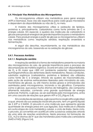 Microbiologia do Solo
68
5.4. Principais Vias Metabólicas dos Microrganismos
Os microrganismos utilizam vias metabólicas para gerar energia
(ATP) e biomassa. Essas vias são especificas para cada grupo microbiano
e dependem da disponibilidade ou não de O2
no meio.
A maioria dos microrganismos utiliza a oxidação de lipídeos,
proteínas e, principalmente, carboidratos como fonte primária de C e
energia celular. Em especial, a quebra das moléculas de carboidrato à
glicose para produzir energia é de grande importância para o metabolismo
celular. Para produzir energia a partir de glicose os microrganismos utilizam
vias metabólicas como: respiração aeróbia, respiração anaeróbia e
fermentação.
A seguir são descritas, resumidamente, as vias metabólicas dos
microrganismos do solo, baseando-se na oxidação da glicose:
5.4.1. Processos Aeróbios
5.4.1.1. Respiração aeróbia
A respiração aeróbia é a forma de metabolismo presente na maioria
dos microrganismos do solo, de grande importância para o processo de
decomposição da matéria orgânica. Ocorre em solos com disponibilidade
de O2
e Eh maior que +300 mV (ambiente oxidante). Microrganismos
quimiorganotróficos são detentores deste metabolismo. Nessas condições,
substratos orgânicos (carboidratos, proteínas e lipídeos) são utilizados
como fonte de C e energia. Através da quebra de macromoléculas,
pela ação de enzimas extracelulares liberadas pela microbiota do solo,
monômeros de glicose, ou até mesmo ácidos graxos e aminoácidos são
assimilados pelos microrganismos, iniciando a via glicolítica. Compostos
como a glicose, que possui muitos átomos de hidrogênio, são compostos
altamente reduzidos, contendo uma grande quantidade de energia
potencial. Portanto, a glicose, ao ser assimilada pelo microrganismo, entra
em uma cascata de reações que geram ATP e CO2
(Figura 5.4).
Emcondiçõesdeaerobiose,aglicoseentranaviaglicolítica(glicólise)
a qual, através da sua oxidação inicial até piruvato, tem um ganho líquido
de 2 ATP e 2 NADH. O piruvato é uma molécula que apresenta grande
quantidade de energia presa em suas ligações. Essa molécula é utilizada
em outra etapa do ciclo metabólico celular, o ciclo de Krebs. Neste ciclo,
o piruvato, já convertido em acetilCoA sofre sucessivas oxidações através
de uma série de reações enzimáticas. Neste processo há formação de
CO2
, H2
O e átomos de H+
que são transferidos para moléculas carreadoras
(NAD e FAD) (Figura 5.4).
 