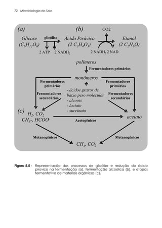 Microbiologia do Solo
72
Figura 5.5 - Representação dos processos de glicólise e redução do ácido
pirúvico na fermentação (a), fermentação alcoólica (b), e etapas
fermentativa de materiais orgânicos (c).
 