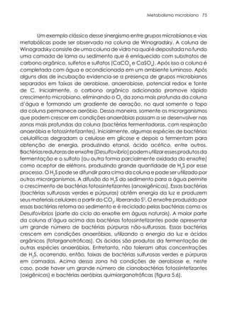 Metabolismo microbiano 75
Um exemplo clássico desse sinergismo entre grupos microbianos e vias
metabólicas pode ser observado na coluna de Winogradsky. A coluna de
Winogradsky consiste de uma coluna de vidro na qual é depositada no fundo
uma camada de lama ou sedimento que é enriquecido com substratos de
carbono orgânico, sulfetos e sulfatos (CaCO3
e CaSO4
). Após isso a coluna é
completada com água e acondicionada em um ambiente luminoso. Após
alguns dias de incubação evidencia-se a presença de grupos microbianos
separados em faixas de aerobiose, anaerobiose, potencial redox e fonte
de C. Inicialmente, o carbono orgânico adicionado promove rápido
crescimento microbiano, eliminando o O2
da zona mais profunda da coluna
d’água e formando um gradiente de aeração, no qual somente o topo
da coluna permanece aeróbio. Dessa maneira, somente os microrganismos
que podem crescer em condições anaeróbias passam a se desenvolver nas
zonas mais profundas da coluna (bactérias fermentadoras, com respiração
anaeróbia e fotossintetizantes). Inicialmente, algumas espécies de bactérias
celulolíticas degradam a celulose em glicose e depois a fermentam para
obtenção de energia, produzindo etanol, ácido acético, entre outros.
Bactériasredutorasdeenxofre(Desulfovibrio)podemutilizaressesprodutosda
fermentação e o sulfato (ou outra forma parcialmente oxidada do enxofre)
como aceptor de elétrons, produzindo grande quantidade de H2
S por esse
processo. O H2
S pode se difundir para cima da coluna e pode ser utilizado por
outros microrganismos. A difusão do H2
S do sedimento para a água permite
o crescimento de bactérias fotossintetizantes (anoxigênicas). Essas bactérias
(bactérias sulfurosas verdes e púrpuras) obtêm energia da luz e produzem
seus materiais celulares a partir do CO2
, liberando S0
. O enxofre produzido por
essas bactérias retorna ao sedimento e é reciclado pelas bactérias como os
Desulfovibrios (parte do ciclo do enxofre em águas naturais). A maior parte
da coluna d’água acima das bactérias fotossintetizantes pode apresentar
um grande número de bactérias púrpuras não-sulfurosas. Essas bactérias
crescem em condições anaeróbias, utilizando a energia da luz e ácidos
orgânicos (fotorganotróficas). Os ácidos são produtos da fermentação de
outras espécies anaeróbias. Entretanto, não toleram altas concentrações
de H2
S, ocorrendo, então, faixas de bactérias sulfurosas verdes e púrpuras
em camadas. Acima dessa zona há condições de aerobiose e, neste
caso, pode haver um grande número de cianobactérias fotossintetizantes
(oxigênicos) e bactérias aeróbias quimiorganotróficas (figura 5.6).
 