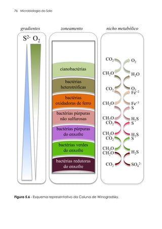 Microbiologia do Solo
76
Figura 5.6 - Esquema representativo da Coluna de Winogradsky.
sentativo da Coluna de Winogradsky.
S2- O2
gradientes zoneamento nicho metabólico
cianobactérias
bactérias
heterotróficas
bactérias
oxidadoras de ferro
bactérias púrpuras
não sulfurosas
bactérias púrpuras
do enxofre
bactérias verdes
do enxofre
bactérias redutoras
do enxofre
CO2
CH2O
CO2
CH2O
CH2O
CO2
CH2O
CO2
CH2O
CH2O
CO2 SO4
2-
H2S
S
H2S
S
H2S
S
Fe+3
Fe+2
O2
H2O
O2
 
