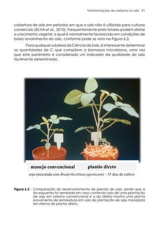 Transformações do carbono no solo 91
cobertura de solo em períodos em que o solo não é utilizado para culturas
comerciais (SILVA et al., 2010). Frequentemente estes fatores podem afetar
o crecimento vegetal, o qual é normalmente favorecido em condições de
baixo revolvimento do solo, conforme pode se visto na Figura 6.3.
Para qualquer subárea da Ciência do Solo, é interessante determinar
as quantidades de C que compõem a biomassa microbiana, uma vez
que este parâmetro é considerado um indicador da qualidade do solo
facilmente determinado.
6.3. Comparação do desenvolvimento de plantas de soja, sendo que a da esqu
da em vaso contendo solo de uma plantação de soja em sistema convencional
mostra uma planta proveniente de semeadura em solo de plantação de soja m
ema de plantio direto.
plantio direto
soja (inoculada com Bradyrhizobium japonicum) – 35 dias de cultivo
manejo convencional
Figura 6.3 - Comparação do desenvolvimento de plantas de soja, sendo que a
da esquerda foi semeada em vaso contendo solo de uma plantação
de soja em sistema convencional e a da direita mostra uma planta
proveniente de semeadura em solo de plantação de soja manejada
em sitema de plantio direto.
 