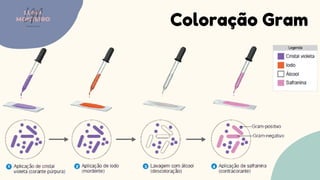 Coloração Gram
LUMA
MONTEIRO
LM
O D O N T O L O G I A
 