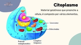 Citoplasma
Material gelatinoso que preenche a
célula, é composto por vários elementos.
LUMA
MONTEIRO
LM
O D O N T O L O G I A
 