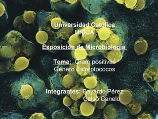 Universidad Católica
UNICA
Exposición de Microbiología
Tema: Gram positivas
Genero Estreptococos
Integrantes: Bayardo Pérez
Celso Canelo

 