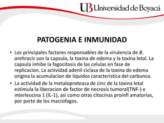• Los principales factores responsables de la virulencia de B.
anthracis son la capsula, la toxina de edema y la toxina letal. La
capsula inhibe la fagocitosis de las celulas en fase de
replicacion. La actividad adenil ciclasa de la toxina de edema
origina la acumulacion de liquidos caracteristica del carbunco.
• La actividad de la metaloproteasa de cinc de la toxina letal
estimula la liberacion de factor de necrosis tumoral(TNF-) e
interleucina 1 (IL-1), asi como otras citocinas proinfl amatorias,
por parte de los macrofagos.
PATOGENIA E INMUNIDAD
 