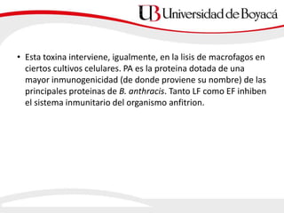 • Esta toxina interviene, igualmente, en la lisis de macrofagos en
ciertos cultivos celulares. PA es la proteina dotada de una
mayor inmunogenicidad (de donde proviene su nombre) de las
principales proteinas de B. anthracis. Tanto LF como EF inhiben
el sistema inmunitario del organismo anfitrion.
 