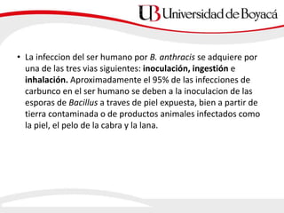 • La infeccion del ser humano por B. anthracis se adquiere por
una de las tres vias siguientes: inoculación, ingestión e
inhalación. Aproximadamente el 95% de las infecciones de
carbunco en el ser humano se deben a la inoculacion de las
esporas de Bacillus a traves de piel expuesta, bien a partir de
tierra contaminada o de productos animales infectados como
la piel, el pelo de la cabra y la lana.
 