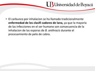• El carbunco por inhalacion se ha llamado tradicionalmente
enfermedad de los clasifi cadores de lana, ya que la mayoría
de las infecciones en el ser humano son consecuencia de la
inhalacion de las esporas de B. anthracis durante el
procesamiento de pelo de cabra.
 