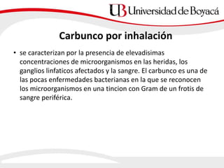 Carbunco por inhalación
• se caracterizan por la presencia de elevadisimas
concentraciones de microorganismos en las heridas, los
ganglios linfaticos afectados y la sangre. El carbunco es una de
las pocas enfermedades bacterianas en la que se reconocen
los microorganismos en una tincion con Gram de un frotis de
sangre periférica.
 
