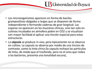 • Los microorganismos aparecen en forma de bacilos
grampositivos delgados y largos que se disponen de forma
independiente o formando cadenas de gran longitud. Las
esporas no aparecen en las muestras clinicas, sino tan solo en
cultivos incubados en atmofera pobre en CO2 y se visualizan
con mayor facilidad al aplicar una tinción especial para estas
estructuras.
• La cápsula se produce in vivo, pero tipicamente no se observa
en cultivo. La capsula se observa por medio de una tincion de
contraste, como la tinta china (la capsula rechaza las particulas
de tinta, de modo que el trasfondo, pero no el area que rodea
a las bacterias, presenta una tonalidad oscura),
 