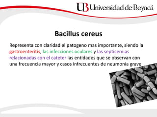 Representa con claridad el patogeno mas importante, siendo la
gastroenteritis, las infecciones oculares y las septicemias
relacionadas con el cateter las entidades que se observan con
una frecuencia mayor y casos infrecuentes de neumonia grave
Bacillus cereus
 