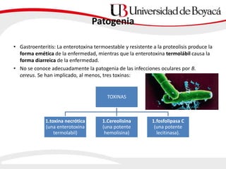 Patogenia
• Gastroenteritis: La enterotoxina termoestable y resistente a la proteolisis produce la
forma emética de la enfermedad, mientras que la enterotoxina termolábil causa la
forma diarreica de la enfermedad.
• No se conoce adecuadamente la patogenia de las infecciones oculares por B.
cereus. Se han implicado, al menos, tres toxinas:
TOXINAS
1.toxina necrótica
(una enterotoxina
termolabil)
1.Cereolisina
(una potente
hemolisina)
1.fosfolipasa C
(una potente
lecitinasa).
 
