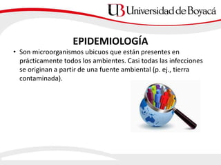 • Son microorganismos ubicuos que están presentes en
prácticamente todos los ambientes. Casi todas las infecciones
se originan a partir de una fuente ambiental (p. ej., tierra
contaminada).
EPIDEMIOLOGÍA
 