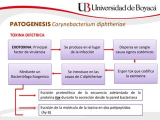 PATOGENESIS Corynebacterium diphtheriae
TOXINA DIFETRICA
EXOTOXINA: Principal
factor de virulencia
Se produce en el lugar
de la infección
Dispersa en sangre
causa signos sistémicos
El gen tox que codifica
la exotoxina
Se introduce en las
cepas de C diphtheriae
Mediante un
Bacteriófago lisogenico
Escisión proteolítica de la secuencia adelantada de la
proteína tox durante la secreción desde la pared bacteriana
Escisión de la molécula de la toxina en dos polipeptidos
(Ay B)
 
