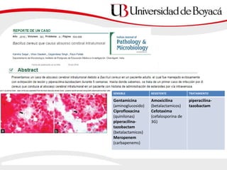 SENSIBLE RESISTENTE TRATAMIENTO
Gentamicina
(aminoglucosido)
Ciprofloxacina
(quinilonas)
piperacilina-
tazobactam
(betalactamicos)
Meropenem
(carbapenems)
Amoxicilina
(betalactamicos)
Cefotaxima
(cefalosporina de
3G)
piperacilina-
tazobactam
 