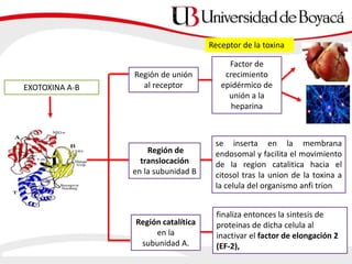 EXOTOXINA A-B
Región de unión
al receptor
Región de
translocación
en la subunidad B
Región catalítica
en la
subunidad A.
Factor de
crecimiento
epidérmico de
unión a la
heparina
Receptor de la toxina
se inserta en la membrana
endosomal y facilita el movimiento
de la region catalitica hacia el
citosol tras la union de la toxina a
la celula del organismo anfi trion
finaliza entonces la sintesis de
proteinas de dicha celula al
inactivar el factor de elongación 2
(EF-2),
 