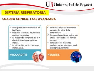 CUADRO CLINICO: FASE AVANZADA
MIOCARDITIS NEURITIS
 Principal causa de mortalidad en
la difteria
 bloqueos cardíacos, insuficiencia
cardiaca congestiva.
 La miocarditis temprana: 3 y el 7
día de la infección y suele ser
mortal.
 La miocarditis tardía: 2 semana,
menos grave.
 Comienza entre 2 y 8 semanas
después del inicio de la
enfermedad
 Neuropatía periférica tóxica, que
afecta sobre todo a los nervios
motores
 Parálisis de los músculos
oculares, de los miembros y del
diafragma (5 semana)
DIFTERIA RESPIRATORIA
 