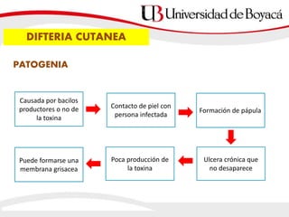 DIFTERIA CUTANEA
Causada por bacilos
productores o no de
la toxina
Contacto de piel con
persona infectada
Formación de pápula
Ulcera crónica que
no desaparece
Poca producción de
la toxina
Puede formarse una
membrana grisacea
PATOGENIA
 