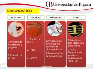 1.Muestra de
nasofaringe y
garganta
2.Exudado de
herida
1. Tinción de
Gram
2. Frotis
3. Cultivo
1. Presencia de
cisteinasa y la
ausencia de
piracinamidasa
2.Secuenciación
de Ac nucleicos
1.Prueba de
Elek :detección
de la toxina
2. PCR .
Deteccion del
gen de la
endototoxina
“gen TOX”
DIAGNOSTICO
MUESTRAS TECNICAS PRUEBAS BX OTRAS
 