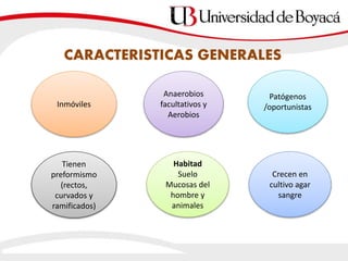 CARACTERISTICAS GENERALES
Inmóviles
Anaerobios
facultativos y
Aerobios
Patógenos
/oportunistas
Tienen
preformismo
(rectos,
curvados y
ramificados)
Habitad
Suelo
Mucosas del
hombre y
animales
Crecen en
cultivo agar
sangre
 