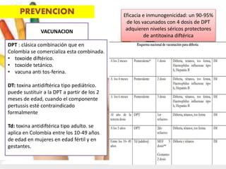 PREVENCION
DPT : clásica combinación que en
Colombia se comercializa esta combinada.
• toxoide diftérico.
• toxoide tetánico.
• vacuna anti tos-ferina.
DT: toxina antidiftérica tipo pediátrico.
puede sustituir a la DPT a partir de los 2
meses de edad, cuando el componente
pertussis esté contraindicado
formalmente
Td: toxina antidiftérica tipo adulto. se
aplica en Colombia entre los 10-49 años
de edad en mujeres en edad fértil y en
gestantes.
Eficacia e inmunogenicidad: un 90-95%
de los vacunados con 4 dosis de DPT
adquieren niveles séricos protectores
de antitoxina diftérica
VACUNACION
 