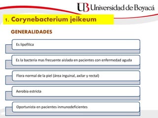 1. Corynebacterium jeikeum
Es lipofilica
Es la bacteria mas frecuente aislada en pacientes con enfermedad aguda
Flora normal de la piel (área inguinal, axilar y rectal)
Aerobia estricta
Oportunista en pacientes inmunodeficientes
GENERALIDADES
 