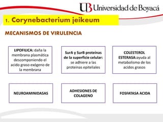 MECANISMOS DE VIRULENCIA
1. Corynebacterium jeikeum
LIPOFILICA: daña la
membrana plasmática
descomponiendo el
acido graso exógeno de
la membrana
SurA y SurB proteínas
de la superficie celular:
se adhiere a las
proteinas epiteliales
COLESTEROL
ESTERASA:ayuda al
metabolismo de los
acidos grasos
NEUROAMINIDASAS
ADHESIONES DE
COLAGENO
FOSFATASA ACIDA
 