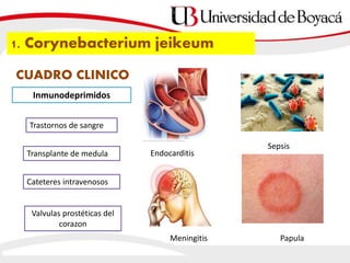 CUADRO CLINICO
1. Corynebacterium jeikeum
Inmunodeprimidos
Trastornos de sangre
Transplante de medula
Cateteres intravenosos
Valvulas prostéticas del
corazon
Endocarditis
Sepsis
Meningitis Papula
 
