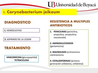 DIAGNOSTICO
1. Corynebacterium jeikeum
1. HEMOCULTIVO
2. ASPIRADO DE LA LESION
RESISTENCIA A MULTIPLES
ANTIBIOTICOS
1. PENICILINAS (penicilina,
ampicilina, amoxicilina-
clavulonato)
2. AMINOGLUCOSIDOS
(gentamicina)
3. MACROLIDOS (eritromicina
claritromicina
4. CEFALOSPORINAS (primera
generación cefalexina, cefalotina)
TRATAMIENTO
VANCOMICINA (glucopeptido)
TETRACICLINA
 