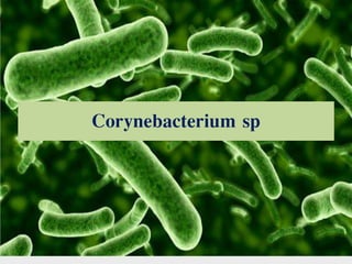 Corynebacterium sp
 