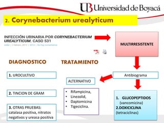 2. Corynebacterium urealyticum
DIAGNOSTICO
1. UROCULTIVO
2. TINCION DE GRAM
MULTIRRESISTENTE
3. OTRAS PRUEBAS:
catalasa positiva, nitratos
negativos y ureasa positiva
Antibiograma
1. GLUCOPEPTIDOS
(vancomicina)
2.DOXICICLINA
(tetraciclinas)
TRATAMIENTO
• Rifampicina,
• Linezolid,
• Daptomicina
• Tigeciclina.
ALTERNATIVO
 