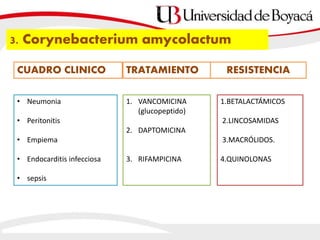 3. Corynebacterium amycolactum
CUADRO CLINICO TRATAMIENTO RESISTENCIA
• Neumonia
• Peritonitis
• Empiema
• Endocarditis infecciosa
• sepsis
1. VANCOMICINA
(glucopeptido)
2. DAPTOMICINA
3. RIFAMPICINA
1.BETALACTÁMICOS
2.LINCOSAMIDAS
3.MACRÓLIDOS.
4.QUINOLONAS
 